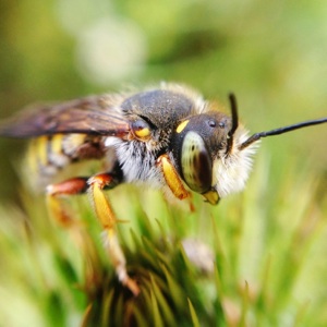 Datei:Biene mit weißem Schopf.jpg