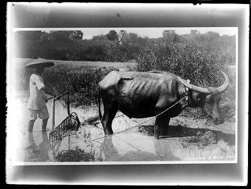 Datei:Ploughing a rice pad.jpg