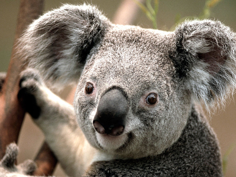 Datei:Julia28ba Koala.jpg